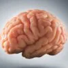 تقویت هوش و حافظه