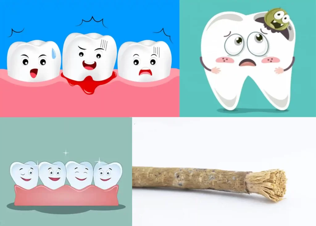 سلامتی دندان خواص داروی سعد دهان یا سعد لثه